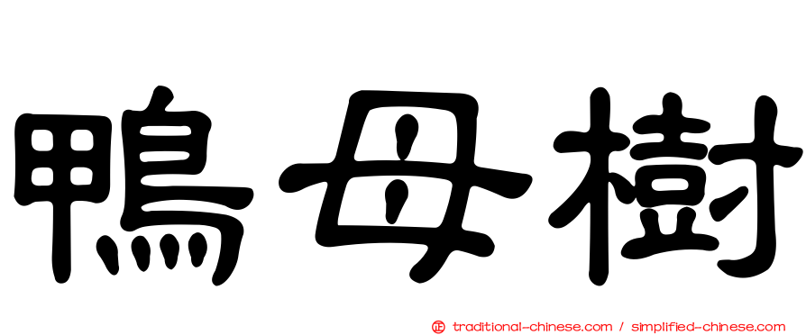鴨母樹