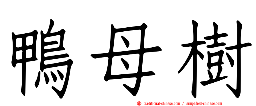 鴨母樹