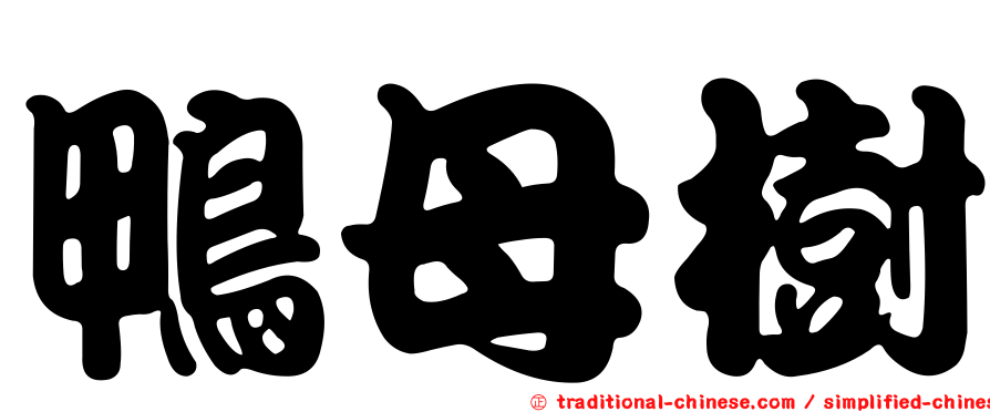 鴨母樹