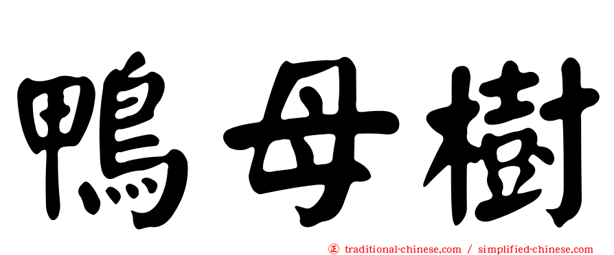 鴨母樹