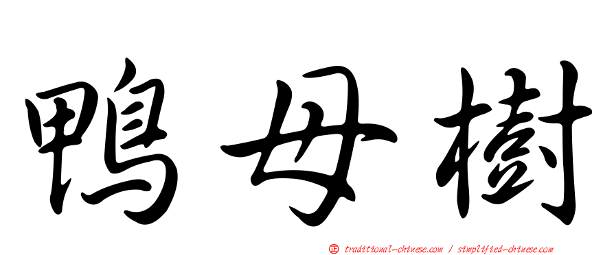鴨母樹