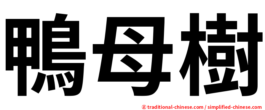 鴨母樹