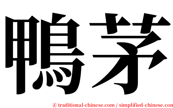 鴨茅 serif font