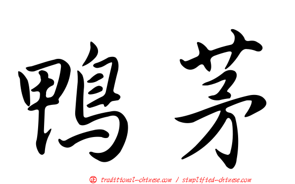 鴨茅