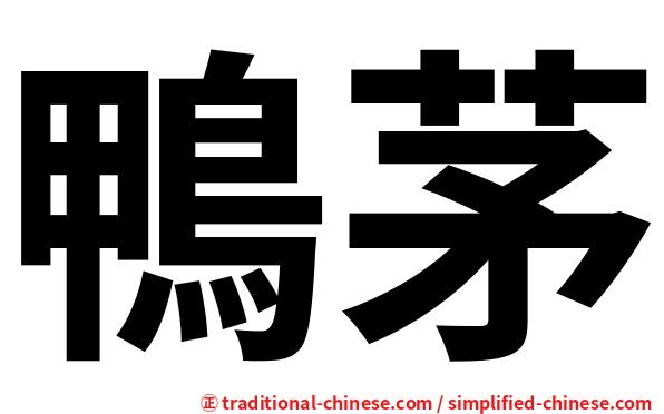 鴨茅