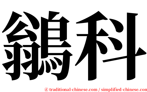 鶲科 serif font