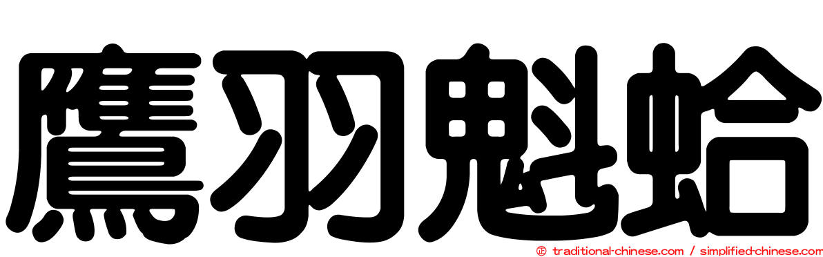 鷹羽魁蛤
