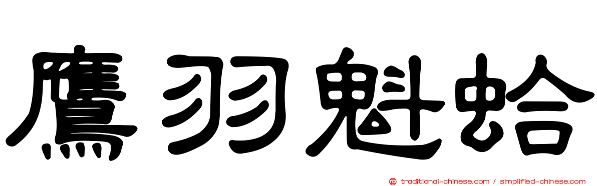 鷹羽魁蛤