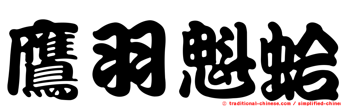 鷹羽魁蛤