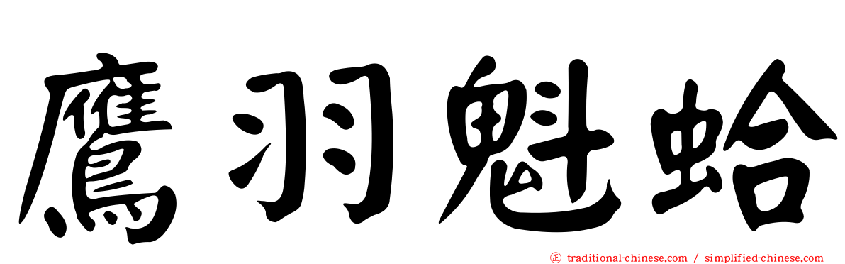 鷹羽魁蛤
