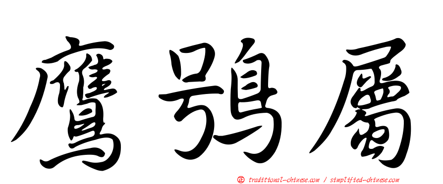 鷹鴞屬