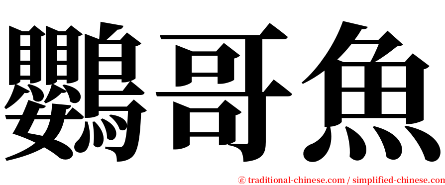 鸚哥魚 serif font
