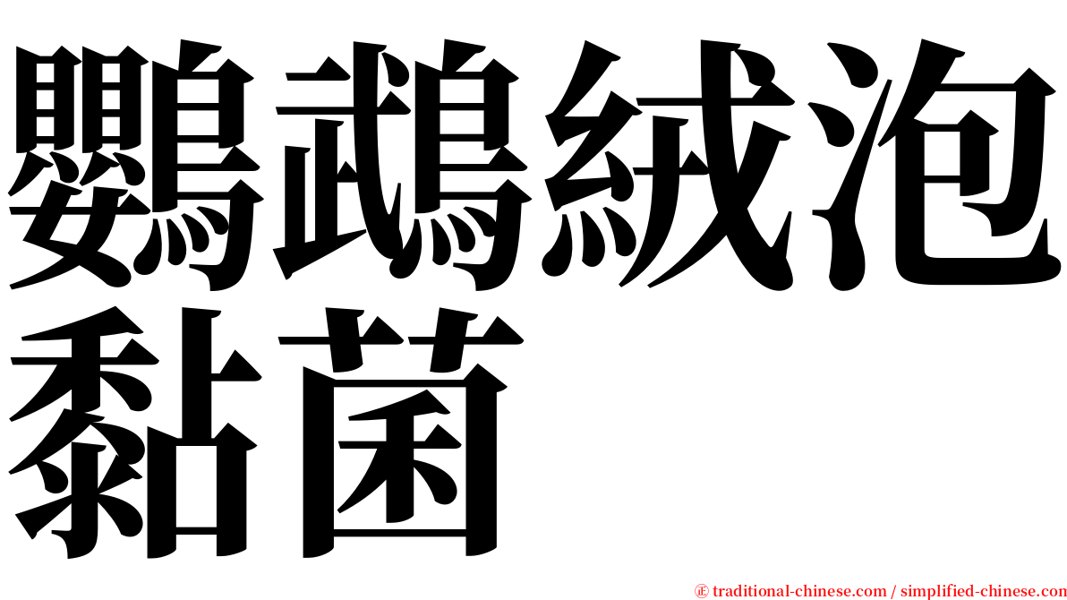 鸚鵡絨泡黏菌 serif font