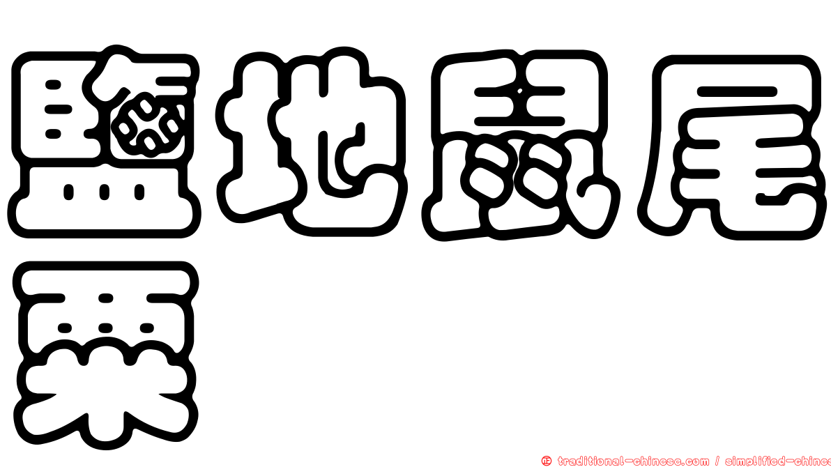 鹽地鼠尾粟