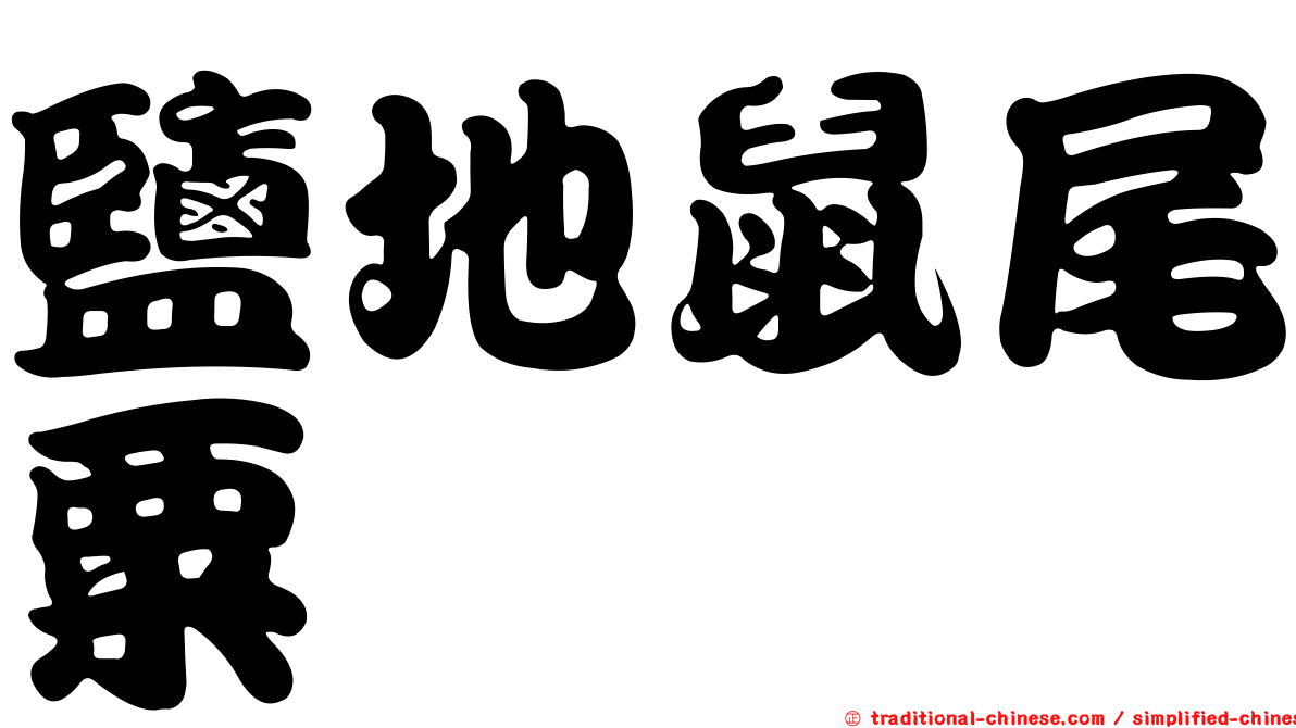 鹽地鼠尾粟