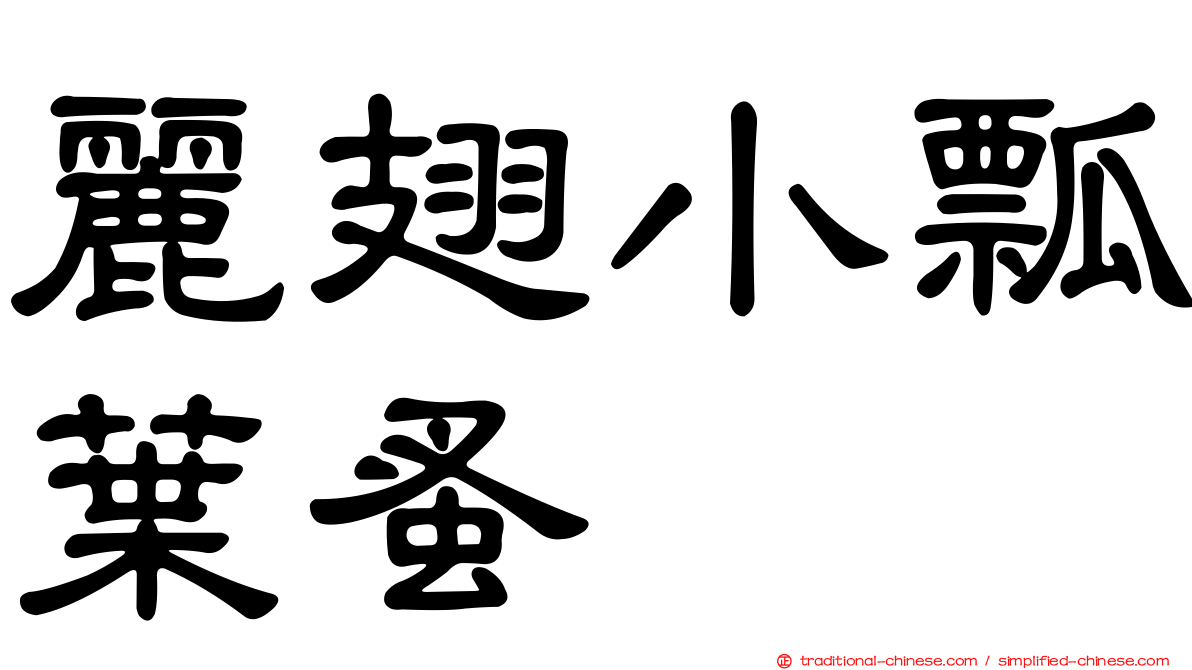 麗翅小瓢葉蚤
