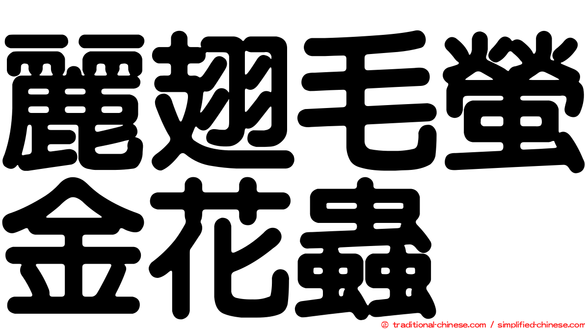 麗翅毛螢金花蟲