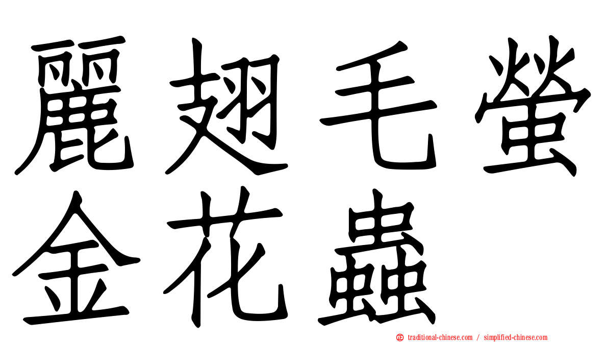 麗翅毛螢金花蟲