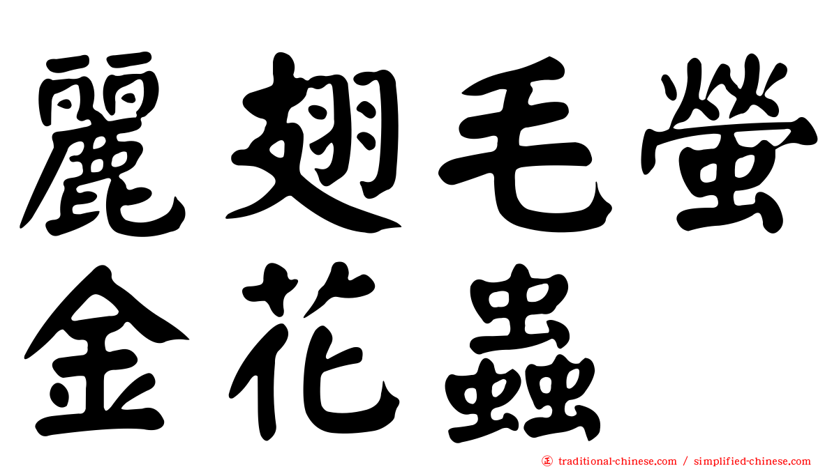 麗翅毛螢金花蟲