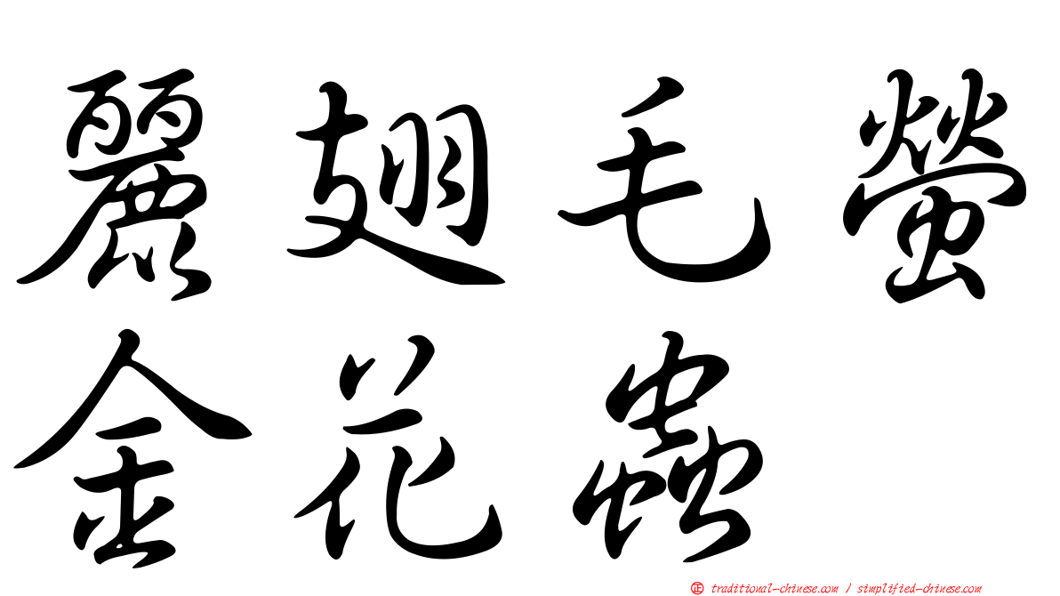 麗翅毛螢金花蟲