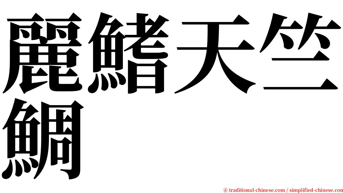 麗鰭天竺鯛 serif font