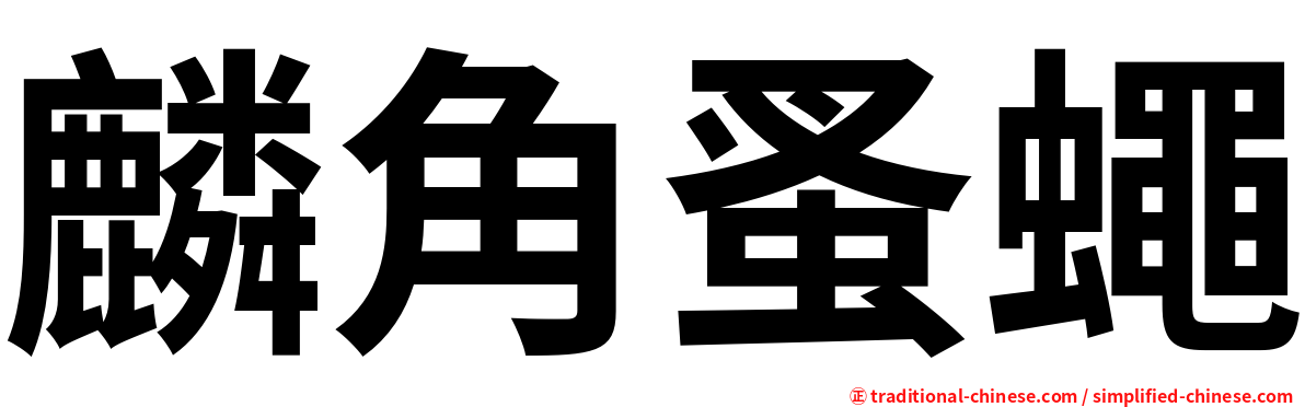 麟角蚤蠅