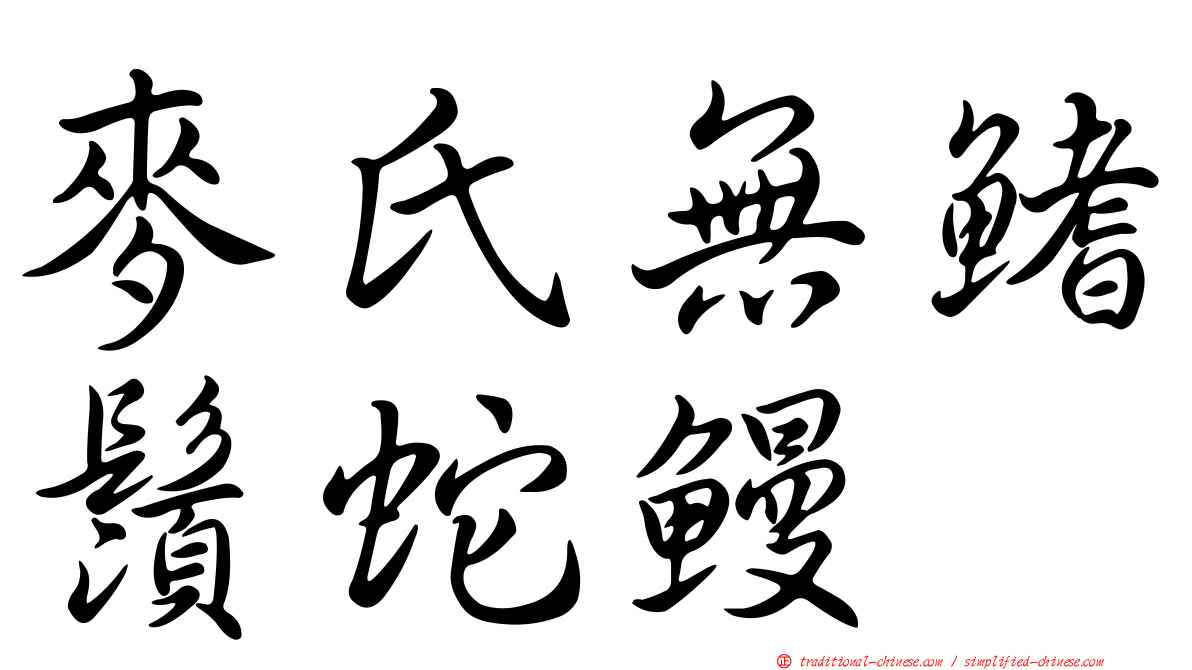 麥氏無鰭鬚蛇鰻