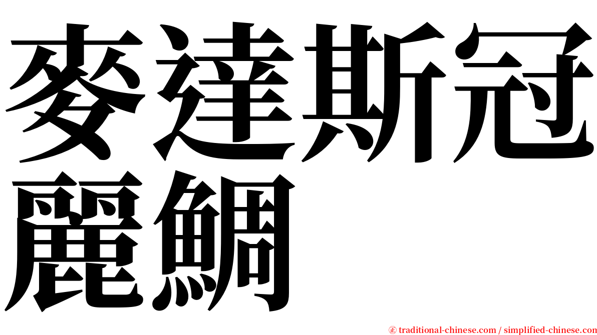 麥達斯冠麗鯛 serif font