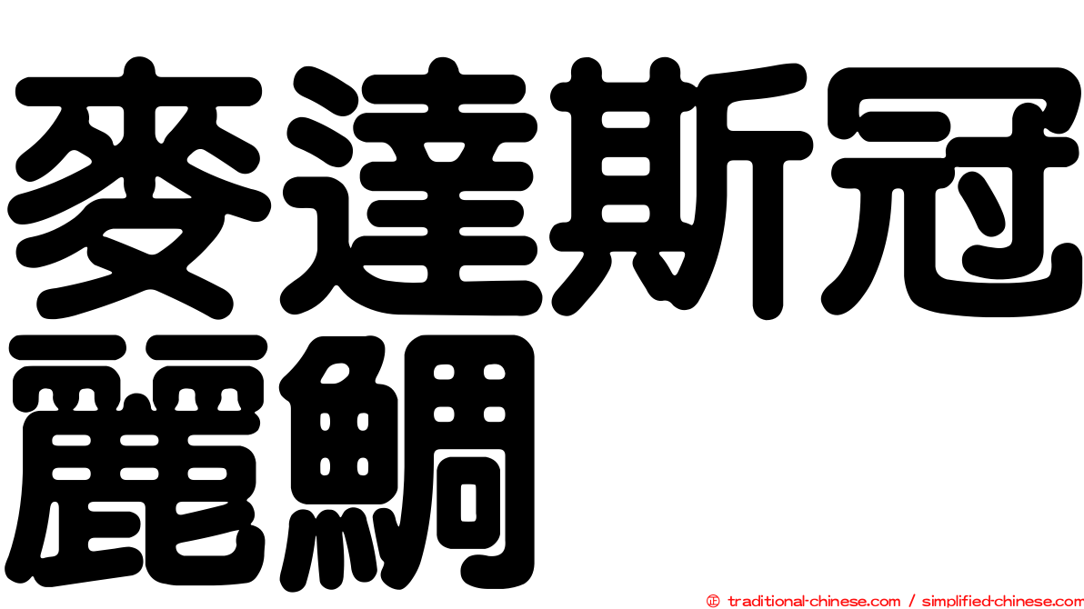 麥達斯冠麗鯛