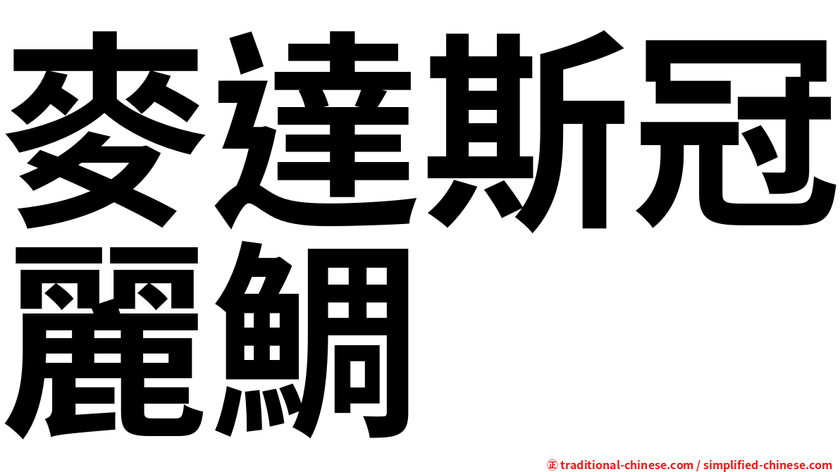 麥達斯冠麗鯛