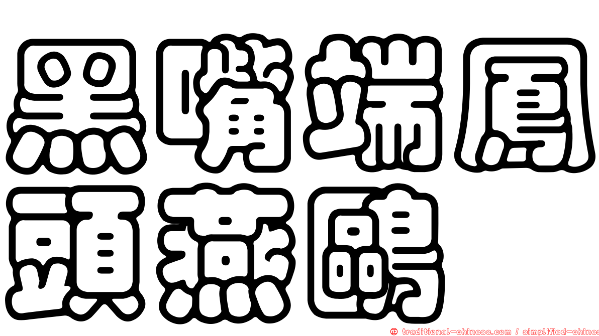 黑嘴端鳳頭燕鷗