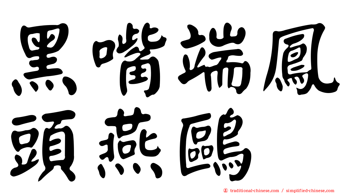 黑嘴端鳳頭燕鷗