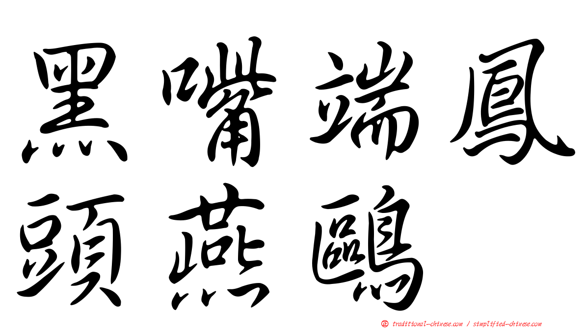黑嘴端鳳頭燕鷗