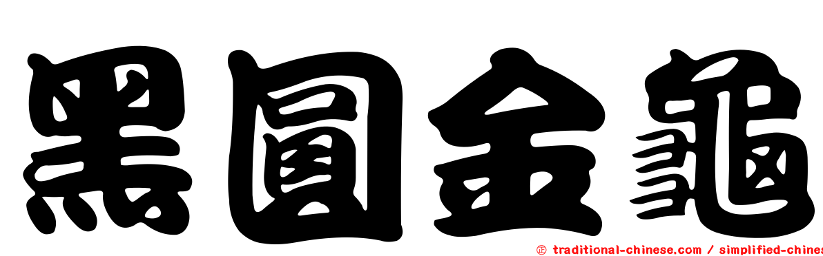 黑圓金龜