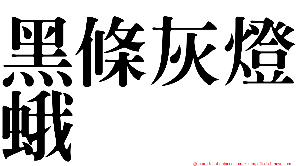 黑條灰燈蛾