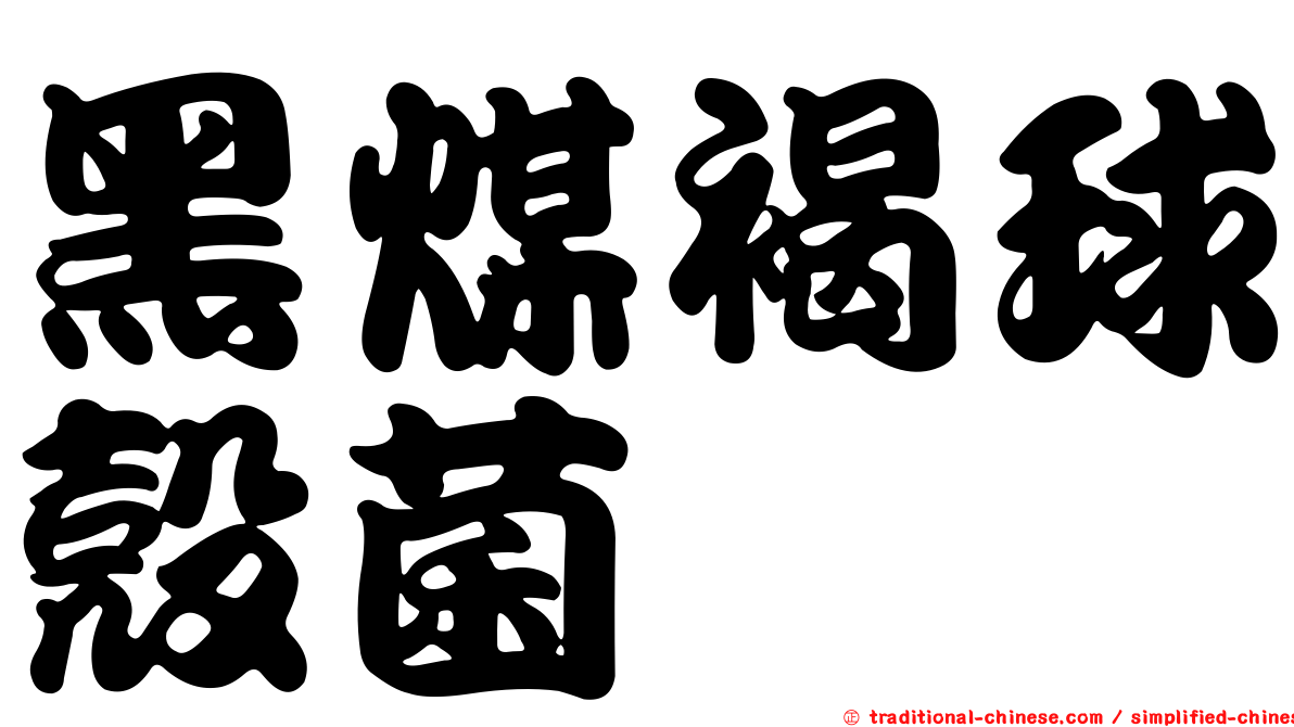 黑煤褐球殼菌