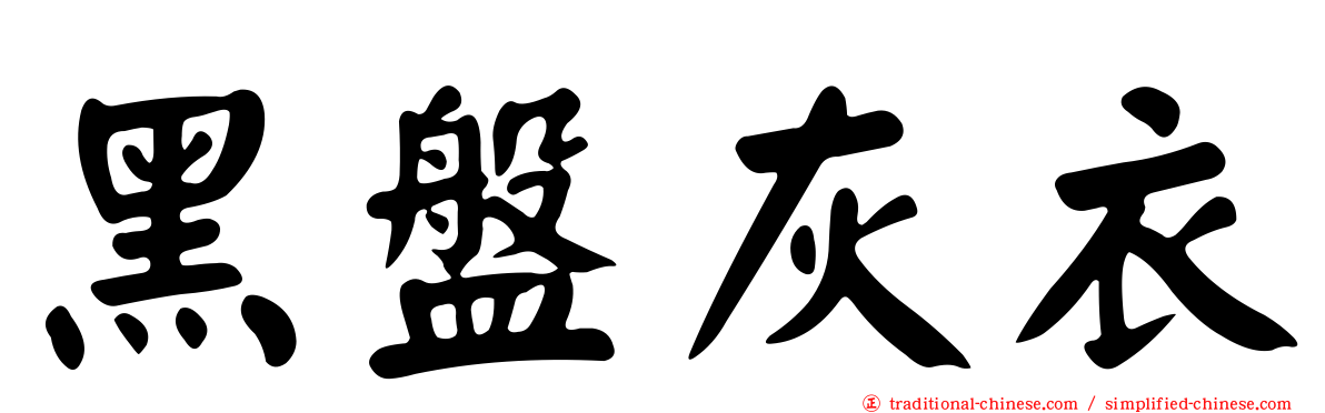 黑盤灰衣