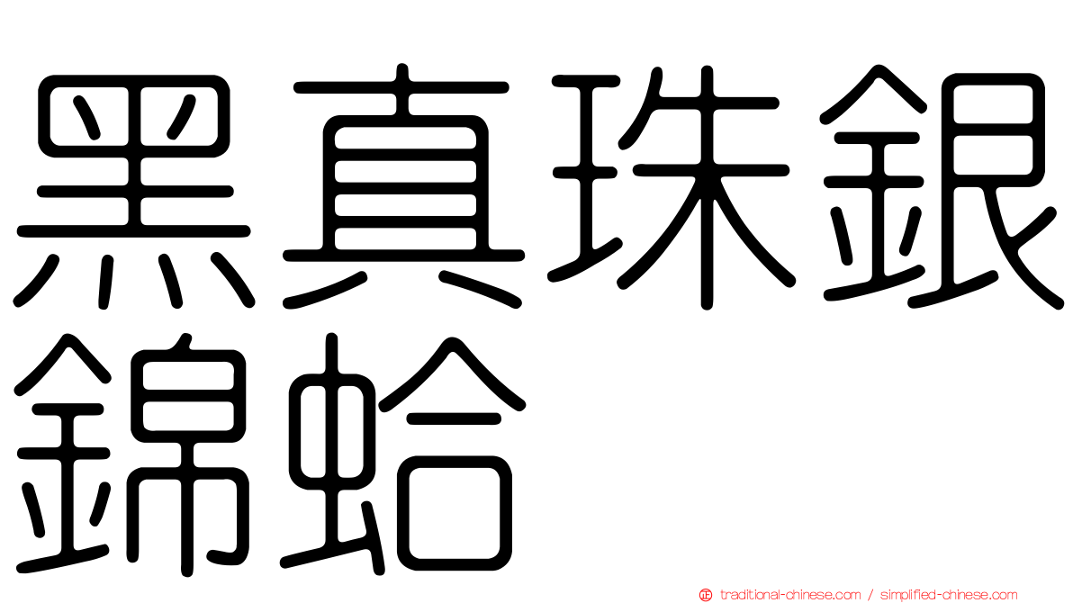 黑真珠銀錦蛤