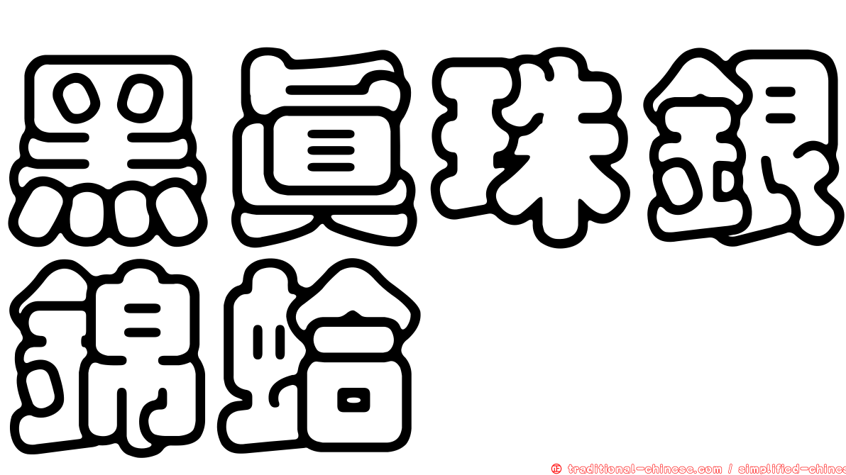 黑真珠銀錦蛤