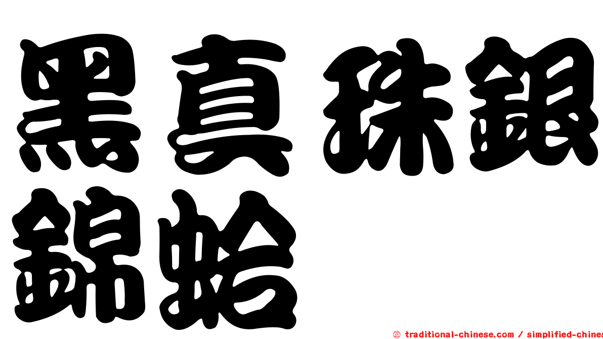 黑真珠銀錦蛤