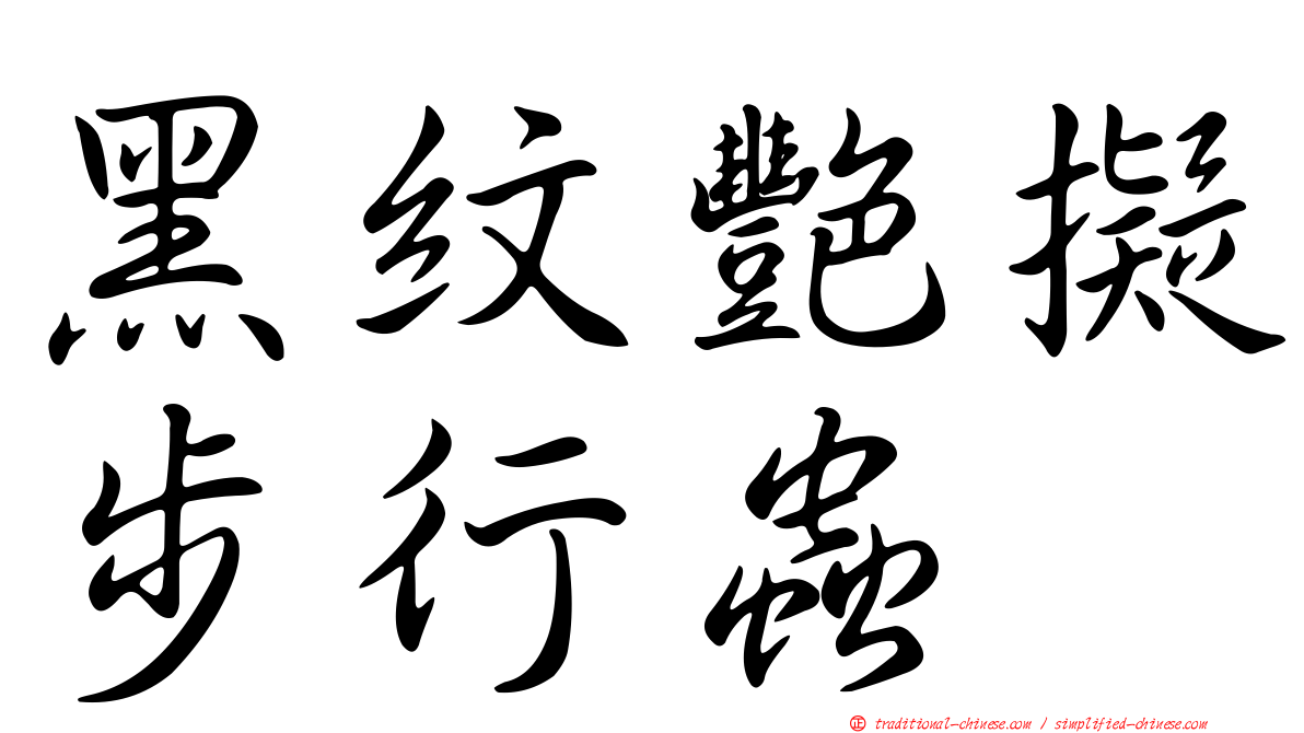 黑紋艷擬步行蟲
