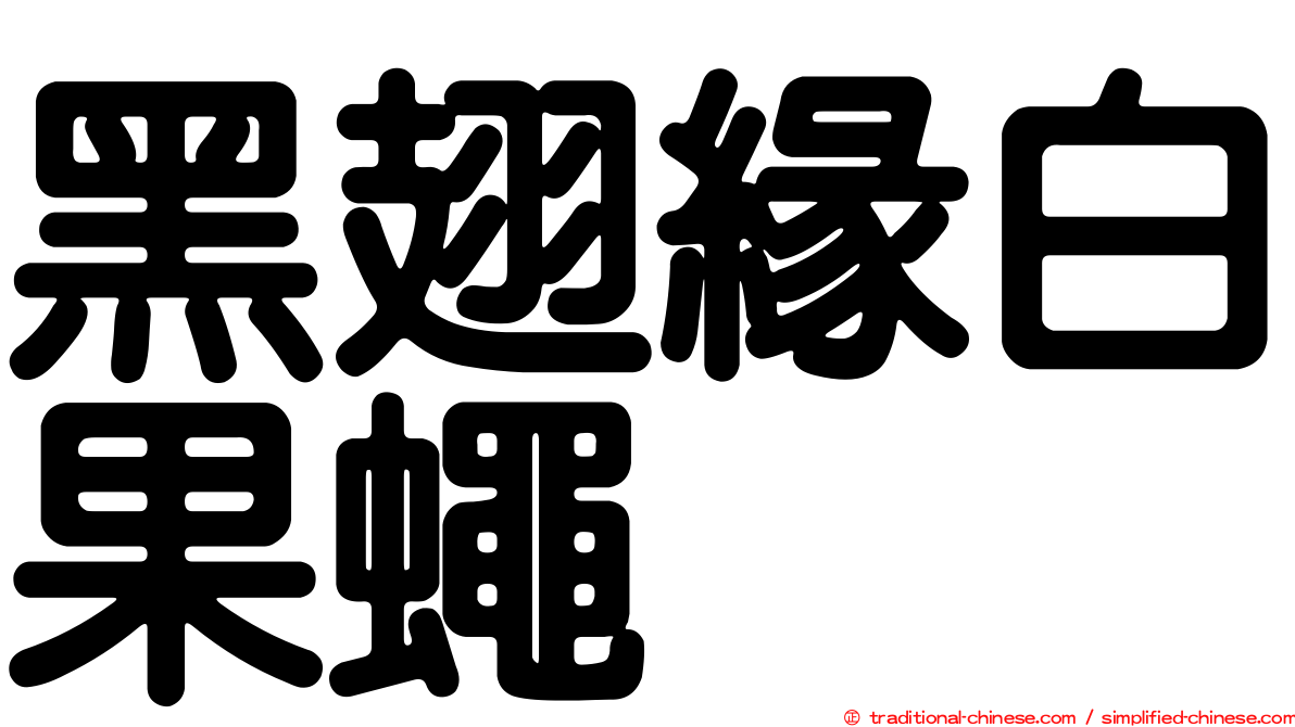 黑翅緣白果蠅