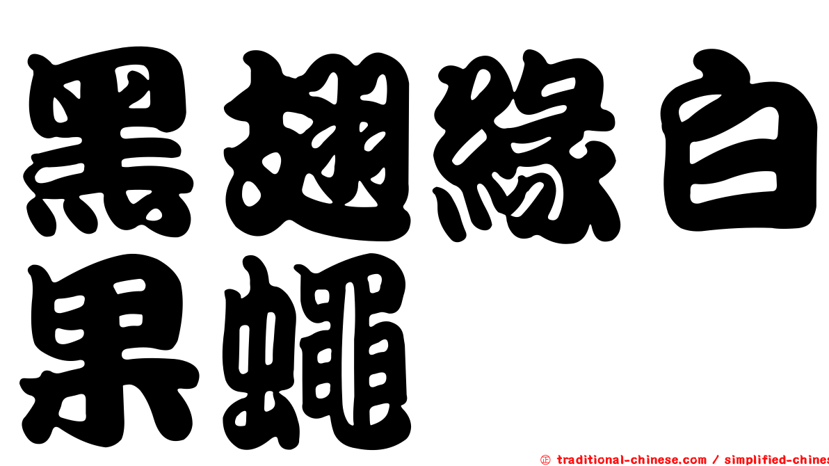 黑翅緣白果蠅