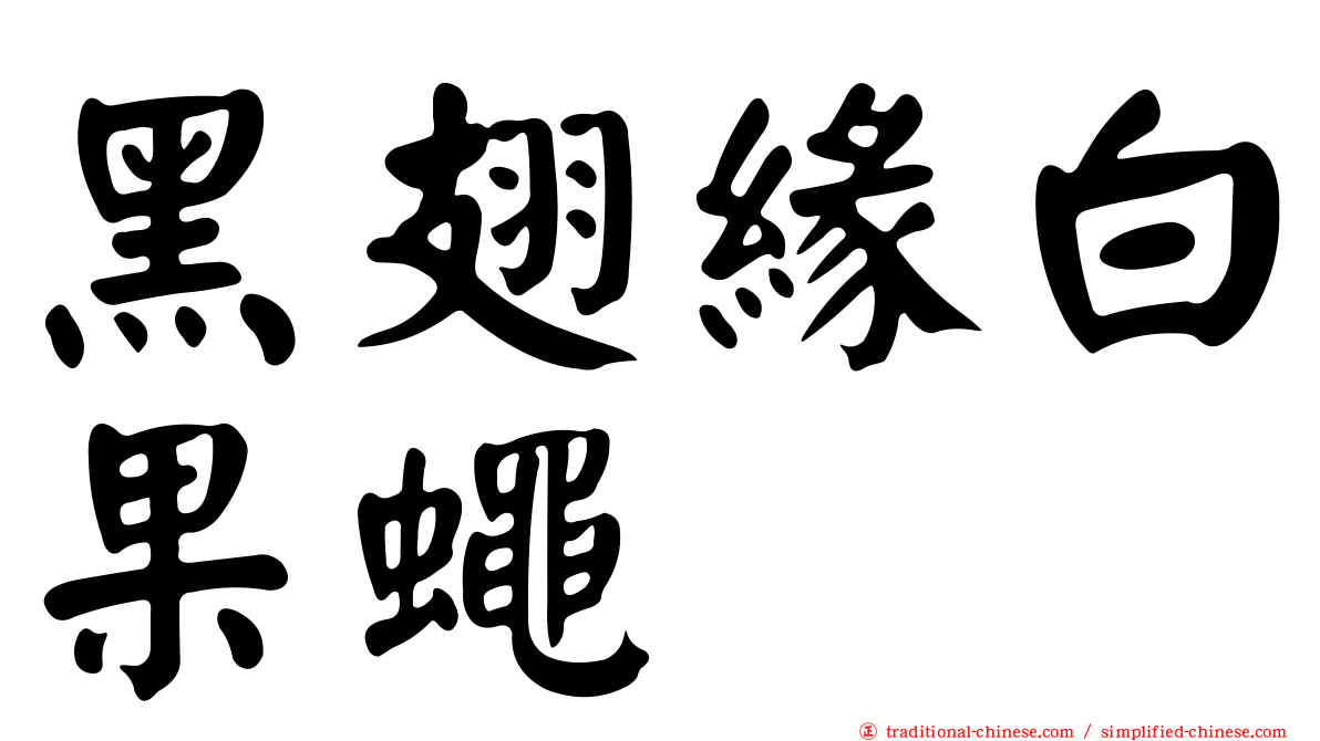 黑翅緣白果蠅