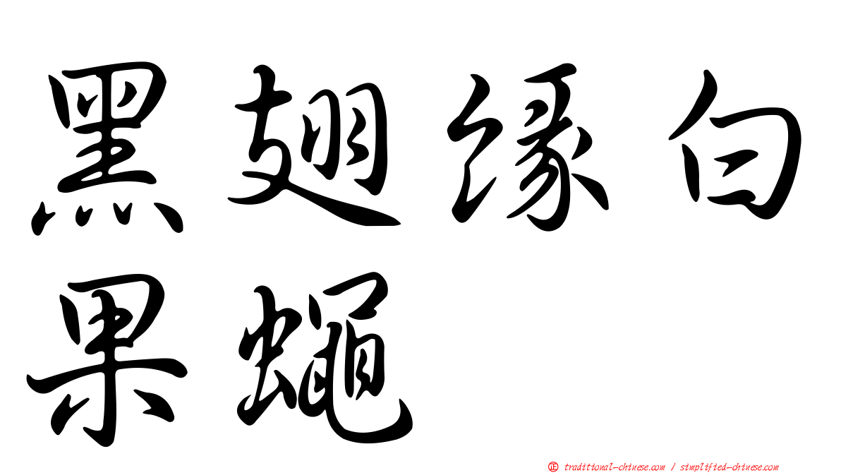 黑翅緣白果蠅