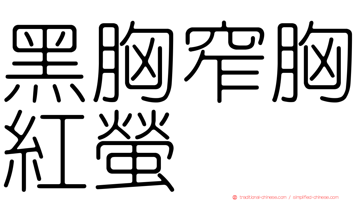 黑胸窄胸紅螢