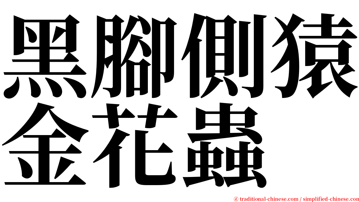 黑腳側猿金花蟲 serif font