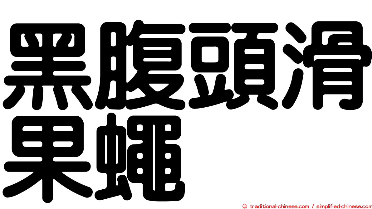 黑腹頭滑果蠅