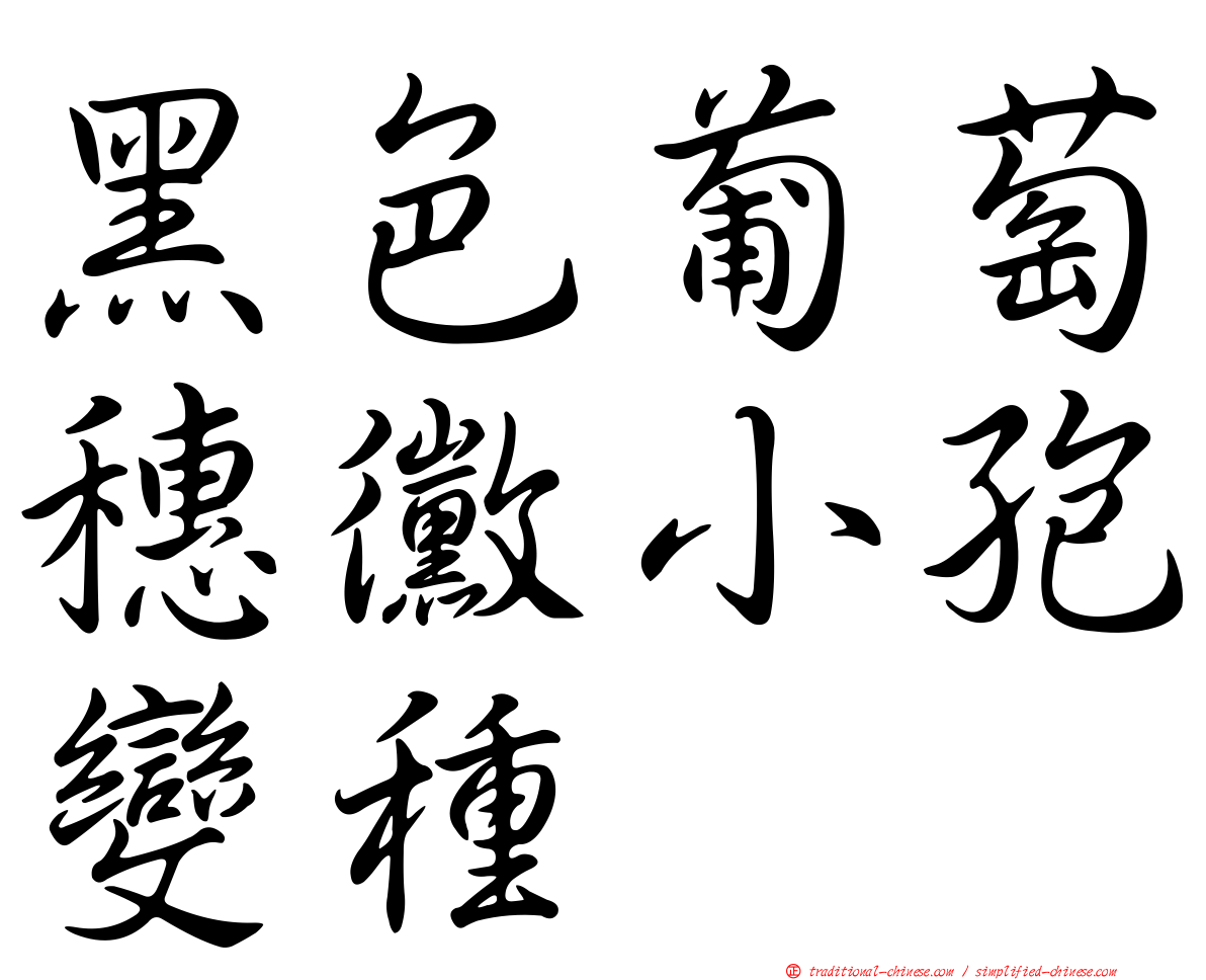 黑色葡萄穗黴小孢變種