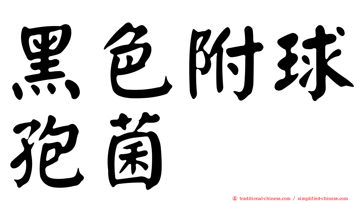 黑色附球孢菌